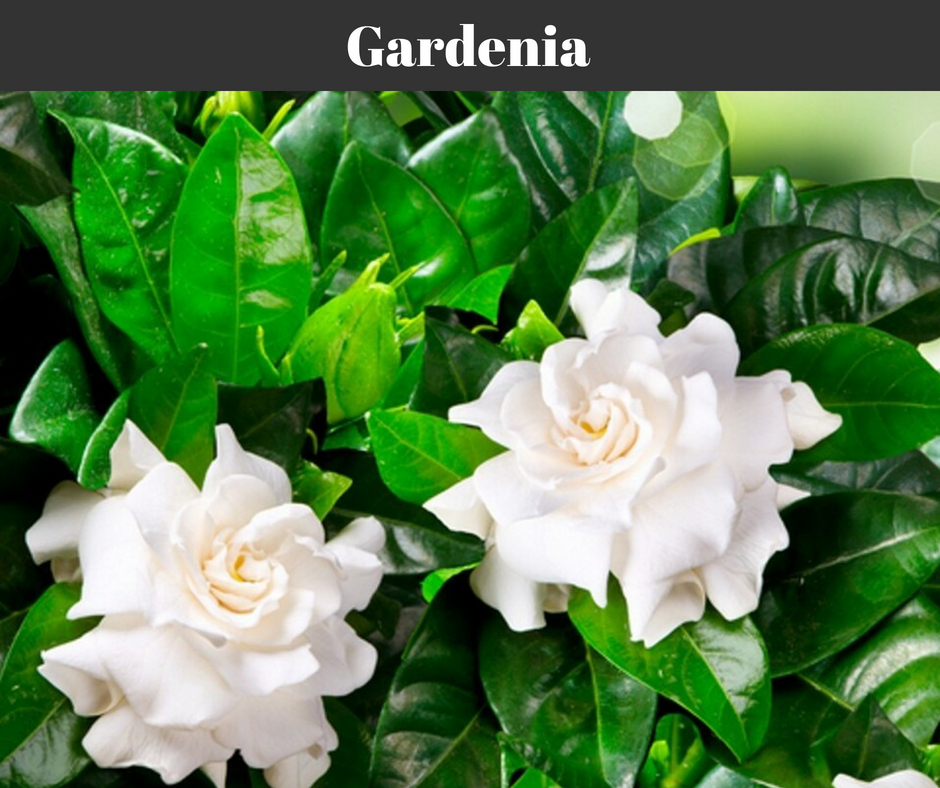Gardenia