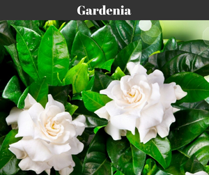 Gardenia